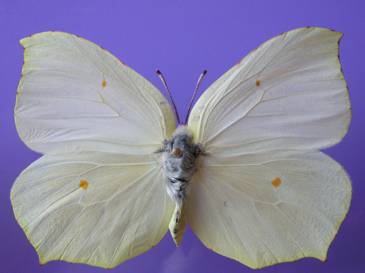 gonepteryx cleopatra (female)